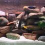 50 gallons freshwater fish tank (mostly fish and non-living decorations) - My four-foot African community set-up.