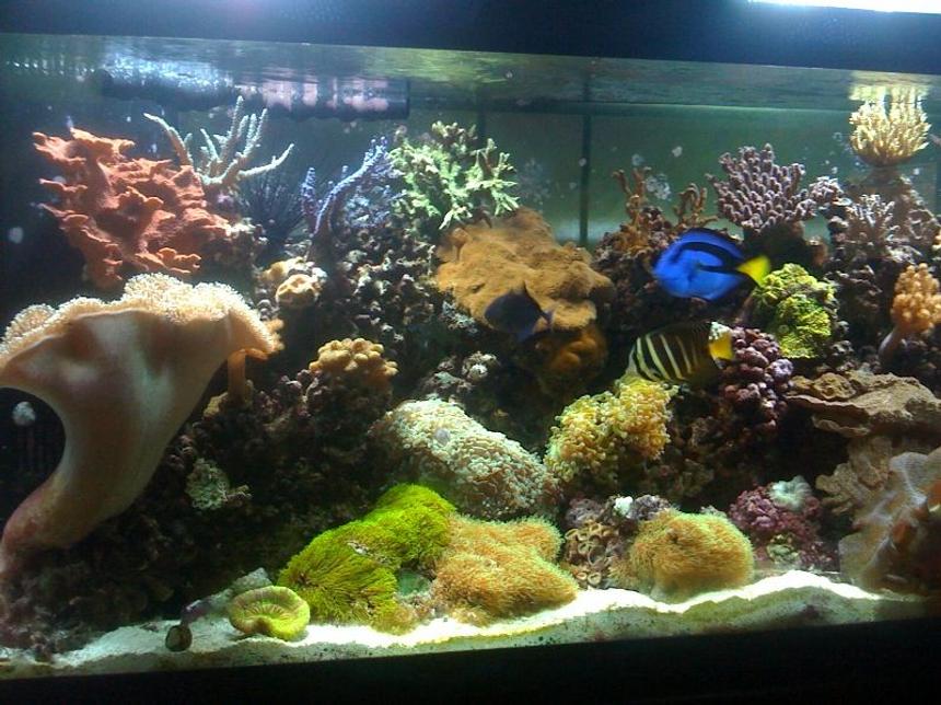 Rated #13: 75 Gallons Reef Tank - 75 gal mixed reef