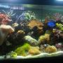 75 gallons reef tank (mostly live coral and fish) - 75 gal mixed reef