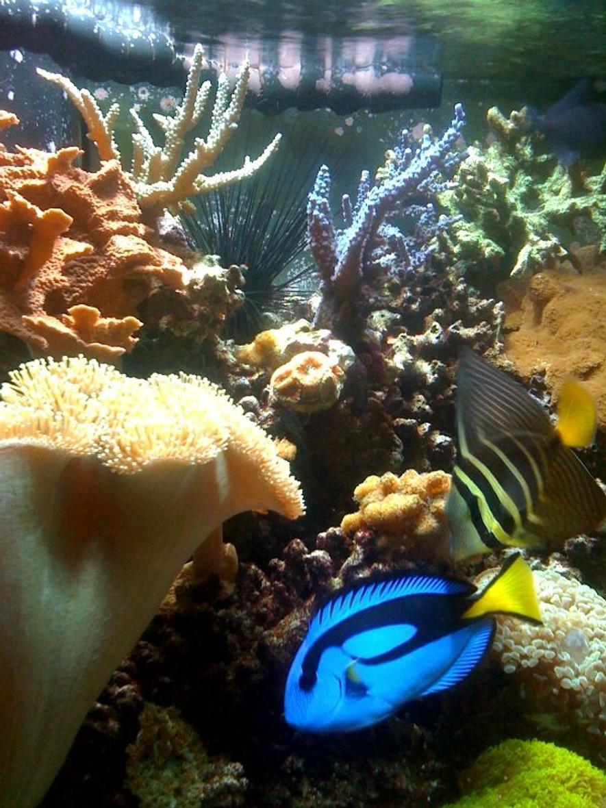 Rated #53: Corals Inverts - Sarcophyton Sp. - Toadstool Mushroom Leather Coral Stocking In 75 Gallons Tank - side shot ... 75 gal with a monster toad stool, acons, red plate green star polyps, and a long spiny urchin...who always manages to stab me when im cleaning the inside... ouch... but hes cool to look at, so he stays....