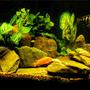 freshwater fish - cyphotilapia frontosa - frontosa cichlid stocking in 29 gallons tank - Another Setup