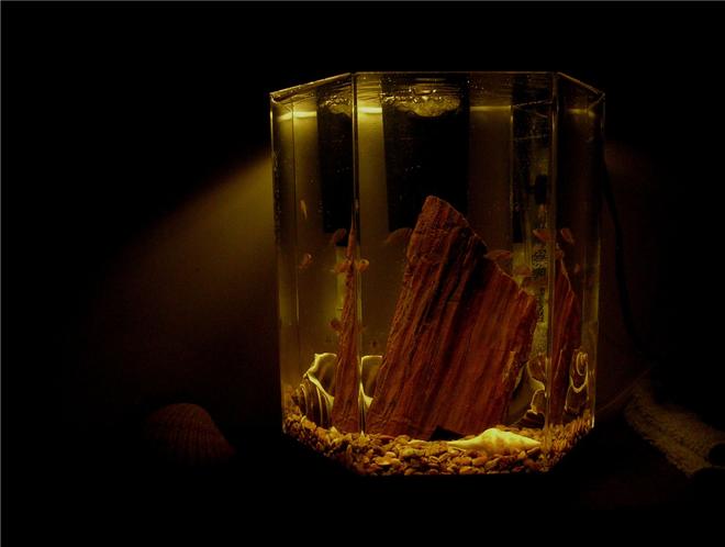 29 gallons freshwater fish tank (mostly fish and non-living decorations) - 2 gal. Fry Tank
12 Pseudetropheus polit