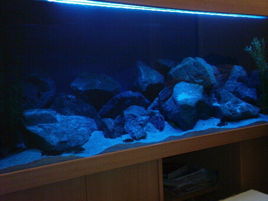 Rated #1537: 180 Gallons Freshwater Fish Tank - Rescape Mbuna tank