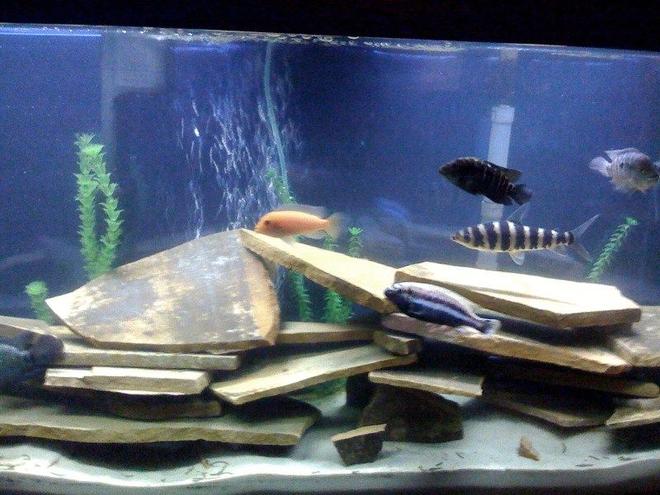 freshwater fish - melanochromis auratus - auratus cichlid stocking in 60 gallons tank - New rock and sand.Bought tank for my wife  but I've become addicted to it.