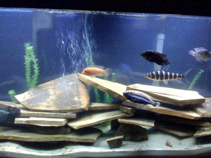 Rated #174: Freshwater Fish - Melanochromis Auratus - Auratus Cichlid Stocking In 60 Gallons Tank - New rock and sand.Bought tank for my wife  but I've become addicted to it.
