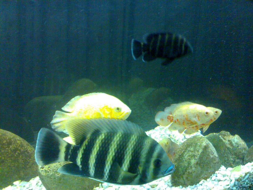 Rated #143: Freshwater Fish - Astronotus Ocellatus - Albino Oscar Stocking In 125 Gallons Tank - Fish in My Aquarium