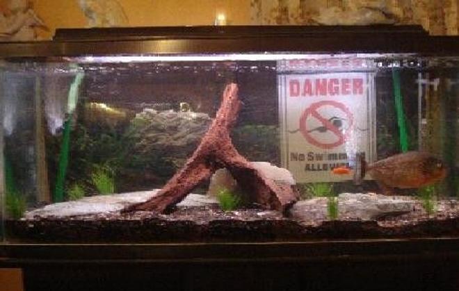 33 gallons planted tank (mostly live plants and fish) - Day 1
trying to grow a bed of underwater grass