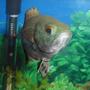 freshwater fish - astronotus ocellatus - tiger oscar stocking in 55 gallons tank - Hermes! (Oscar)