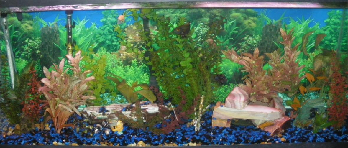 55 gallons freshwater fish tank (mostly fish and non-living decorations) - My Oscar and Convict Cichlid Tank