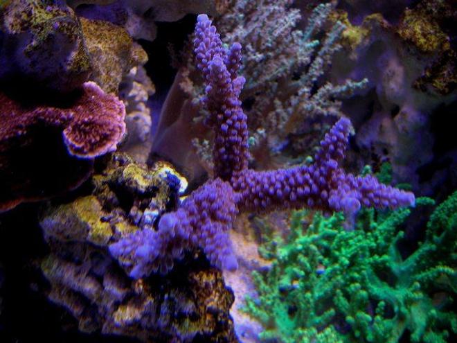 corals inverts - seriatopora hystrix - birdsnest coral stocking in 120 gallons tank - perple slimmer