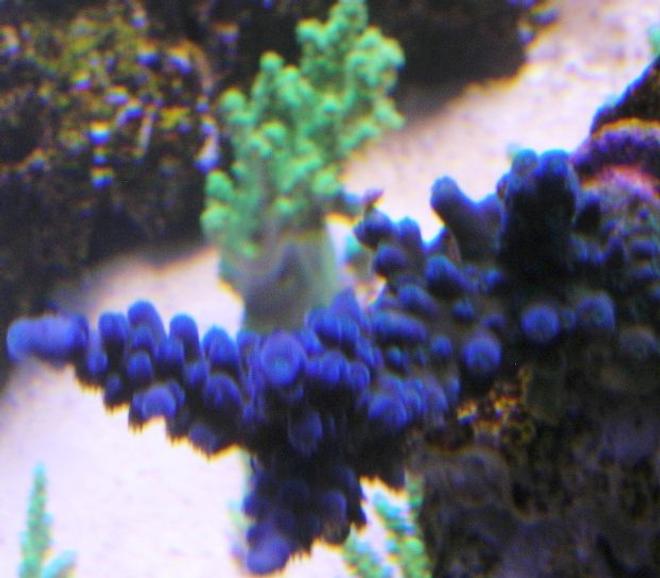 corals inverts - acropora tortuosa - blue tortuosa coral stocking in 120 gallons tank - blue tort