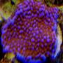 corals inverts - montipora sp. - superman montipora stocking in 120 gallons tank - superman monti