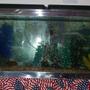 100 gallons freshwater fish tank (mostly fish and non-living decorations) - another front shot