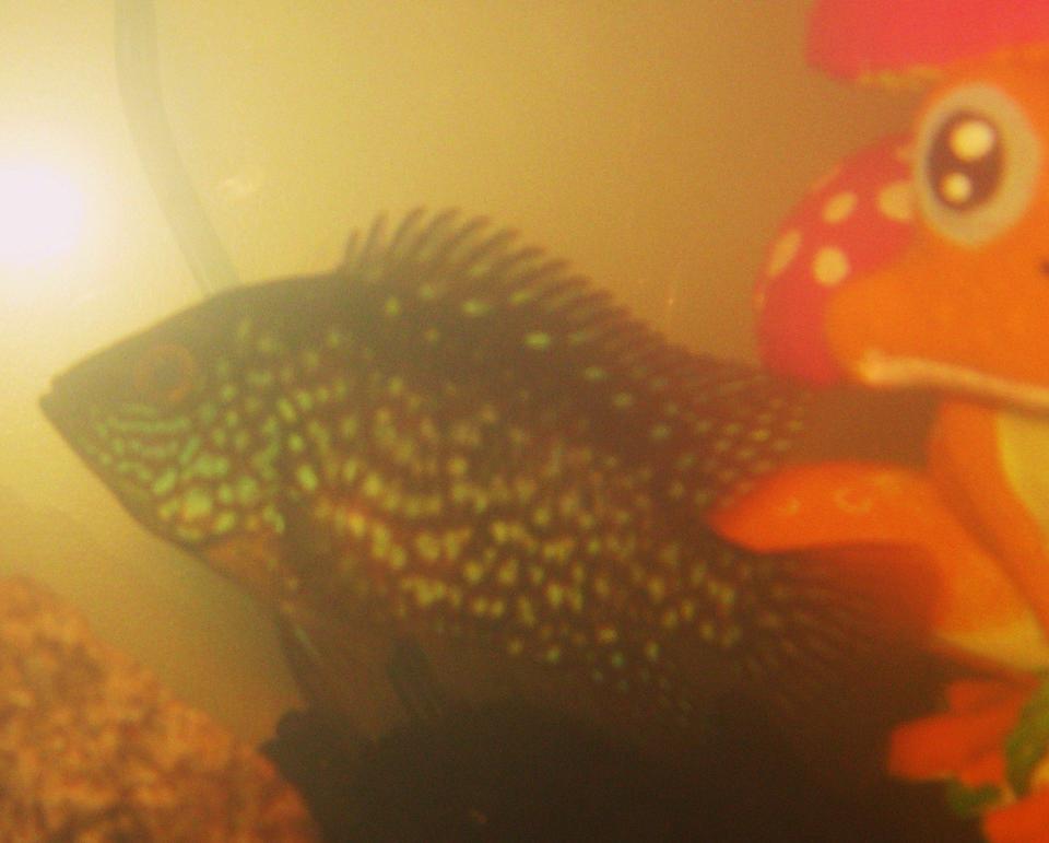 freshwater fish - nandopsis octofasciatum - electric blue jack dempsey stocking in 15 gallons tank - Electric Blue Jack Dempsey