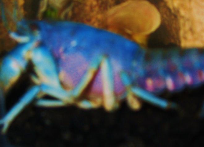 corals inverts - procambarus sp. - hammers cobalt blue lobster stocking in 15 gallons tank - Electric Blue Lobster