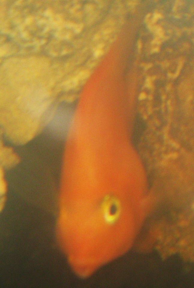 freshwater fish - heros severus x amphilophus citrinellum - blood parrot stocking in 15 gallons tank - Blood Parrot Cichlid
