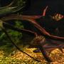 freshwater fish - ctenopoma acutirostre - leopard ctenopoma stocking in 50 gallons tank - A few of my fish