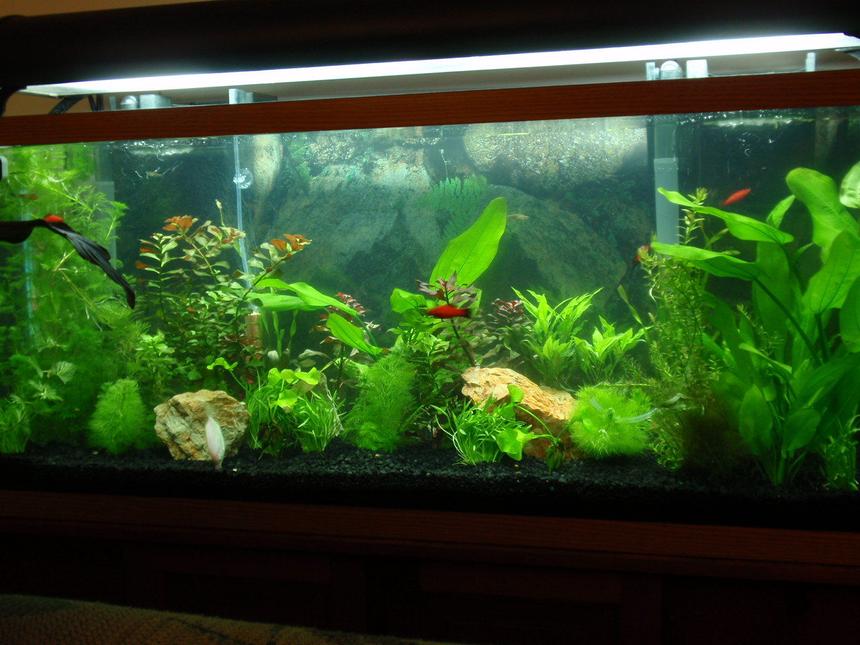 Rated #88: 55 Gallons Planted Tank - 55 gallon, first time tank