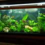 55 gallons planted tank (mostly live plants and fish) - 55 gallon, first time tank