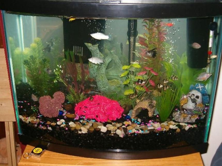 Rated #4228: 30 Gallons Freshwater Fish Tank - 30 gallon bowfront