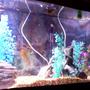 fish tank picture - front