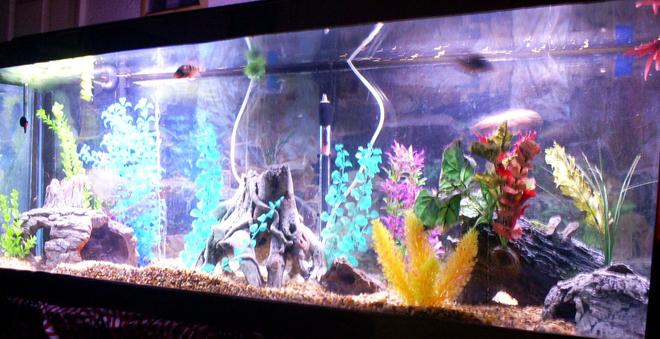 100 gallons freshwater fish tank (mostly fish and non-living decorations) - front