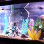 100 gallons freshwater fish tank (mostly fish and non-living decorations) - front