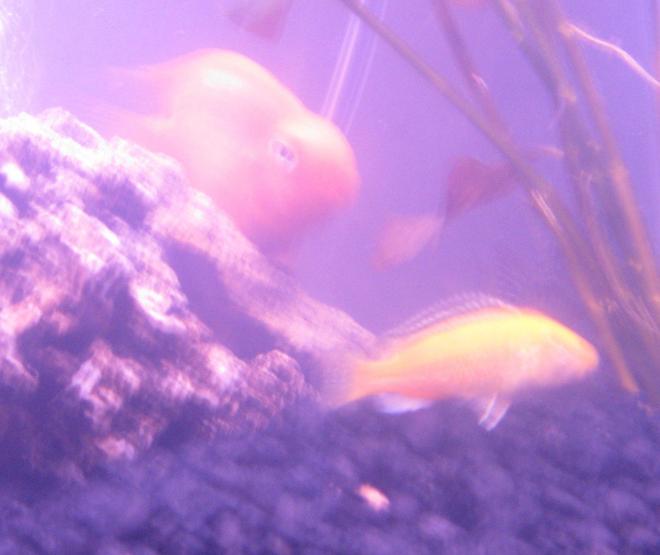 freshwater fish - heros severus x amphilophus citrinellum - blood parrot stocking in 15 gallons tank - Blood Parrot and African Cichlid