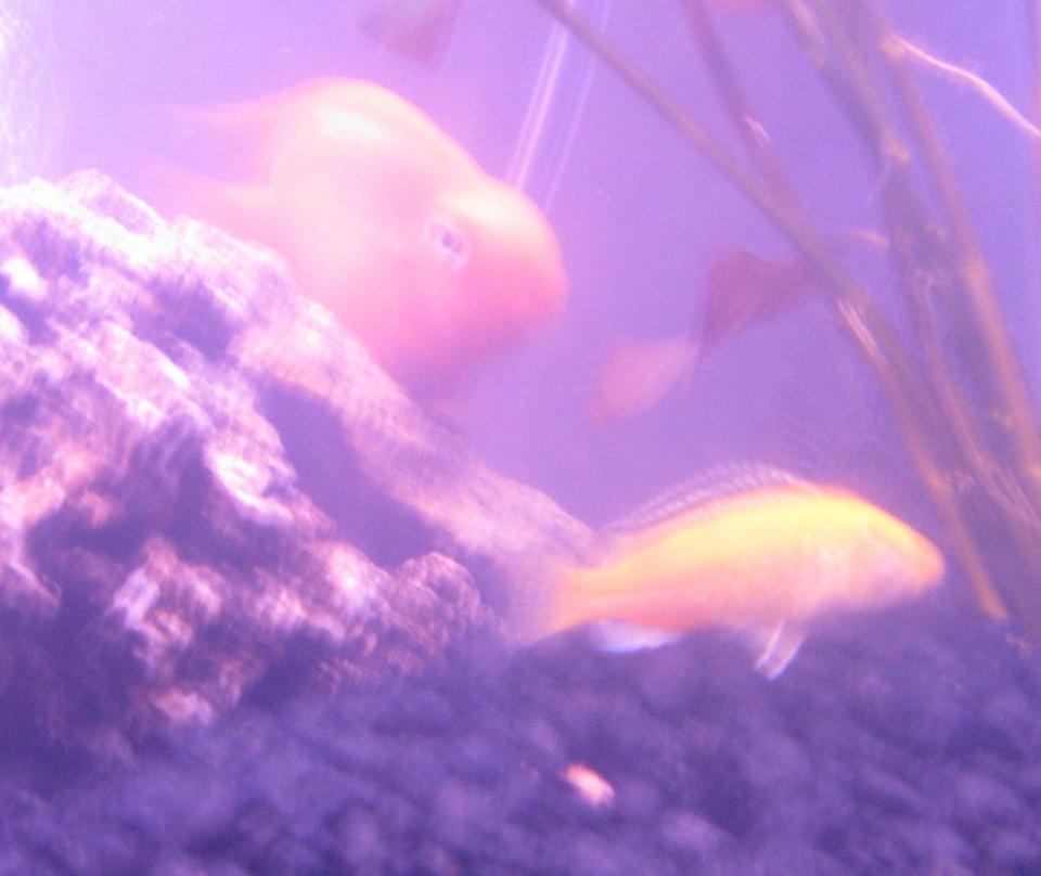 freshwater fish - heros severus x amphilophus citrinellum - blood parrot stocking in 15 gallons tank - Blood Parrot and African Cichlid