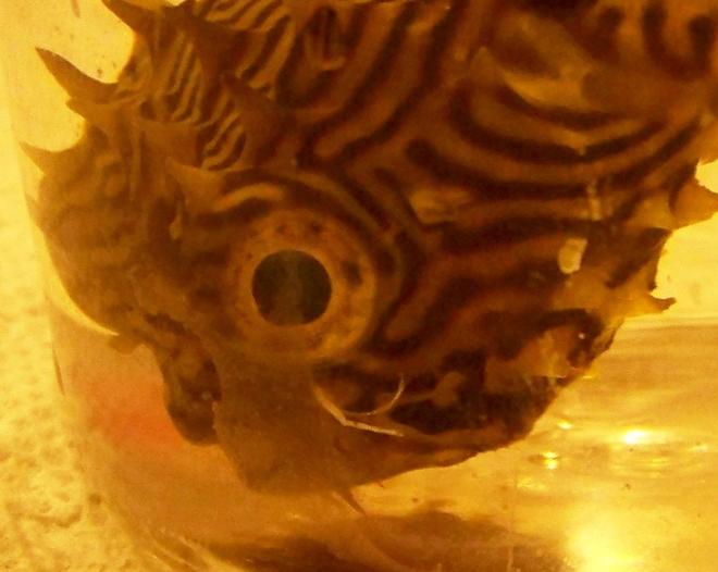 saltwater fish - chilomycterus schoepfi - spiny box puffer stocking in 120 gallons tank - Parasite?