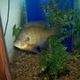freshwater fish - lepomis macrochirus - bluegill sunfish stocking in 40 gallons tank - 10" Bluegill Sunfish from Minnesota.