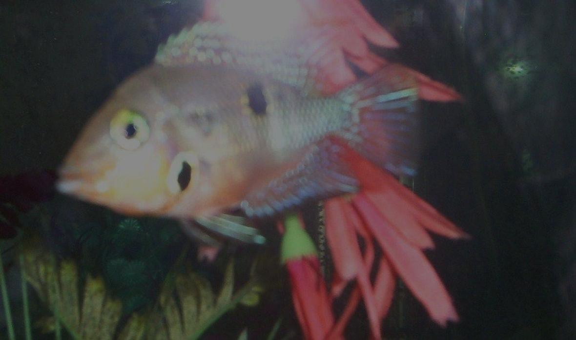 freshwater fish - thorichthys meeki - firemouth cichlid stocking in 100 gallons tank - firemouth