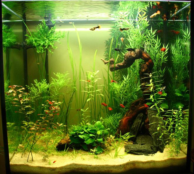90 gallons planted tank (mostly live plants and fish) - My new Tank !