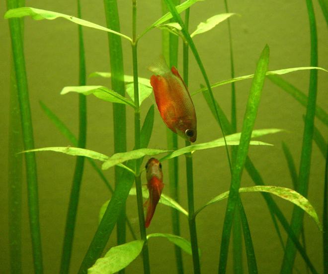 freshwater fish - colisa chuna - honey dwarf gourami stocking in 90 gallons tank - Colisia Chuna