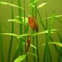 freshwater fish - colisa chuna - honey dwarf gourami stocking in 90 gallons tank - Colisia Chuna