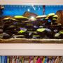 90 gallons freshwater fish tank (mostly fish and non-living decorations) - 90 gallon in wall tank with bookshelf