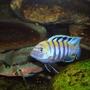 freshwater fish - cynotilapia afra - afra cichlid stocking in 90 gallons tank - cynotilapia afra cobue male