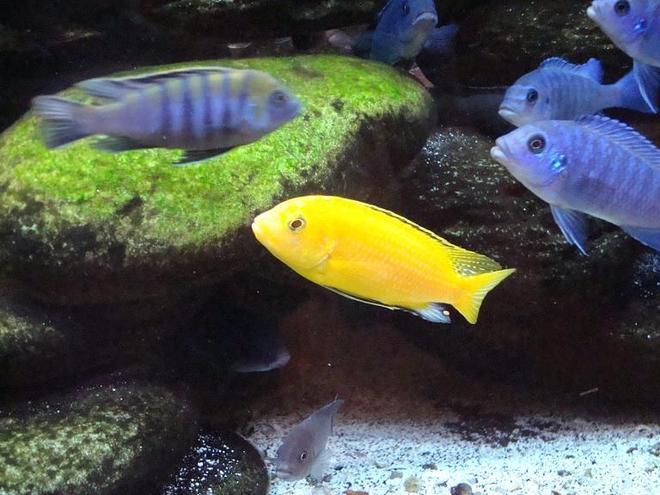 freshwater fish - labidochromis caeruleus - electric yellow cichlid stocking in 90 gallons tank - yellow lab
