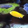 freshwater fish - labidochromis caeruleus - electric yellow cichlid stocking in 90 gallons tank - yellow lab