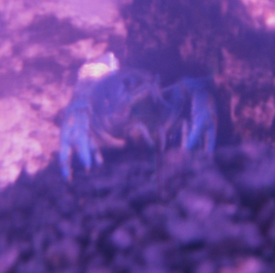 corals inverts - procambarus sp. - hammers cobalt blue lobster stocking in 15 gallons tank - "Hercules"