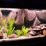 55 gallons freshwater fish tank (mostly fish and non-living decorations) - African Cichlids, 55 Gallon