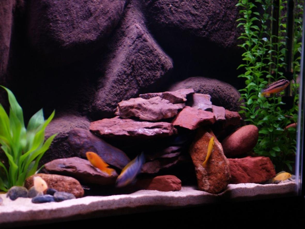 freshwater fish - pseudotropheus estherae - red zebra cichlid stocking in 55 gallons tank - African Cichlids, 55 Gallon