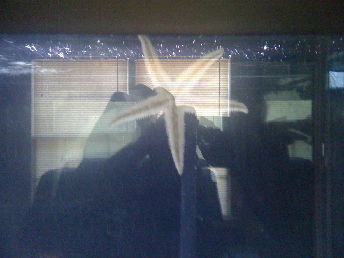 corals inverts - astropecten polycanthus - sand sifting sea star stocking in 120 gallons tank - starfish