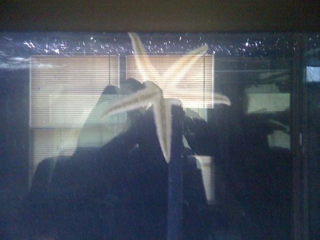 corals inverts - astropecten polycanthus - sand sifting sea star stocking in 120 gallons tank - starfish