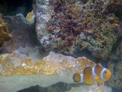 saltwater fish - amphiprion percula - true percula clownfish stocking in 120 gallons tank - my own Nemo (clown fish)