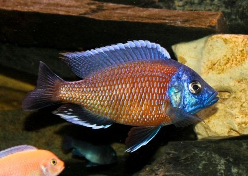 Rated #20: Freshwater Fish - Copadichromis Borleyi - Red Fin Kadango Stocking In 80 Gallons Tank - Copadichromis Borleyi -  Red Fin Kadango