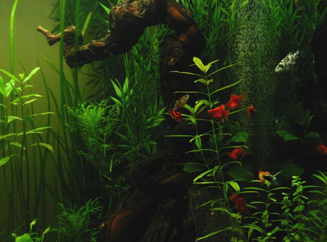 freshwater fish - poecilia reticulata - guppy stocking in 90 gallons tank - My tank
