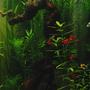 freshwater fish - poecilia reticulata - guppy stocking in 90 gallons tank - My tank