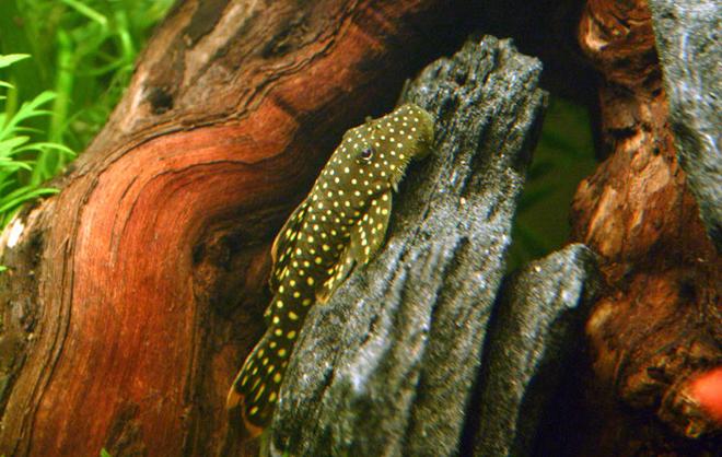 freshwater fish - baryancistrus sp. - gold nugget pleco (l-18) stocking in 90 gallons tank - Gold Nugget Pleco