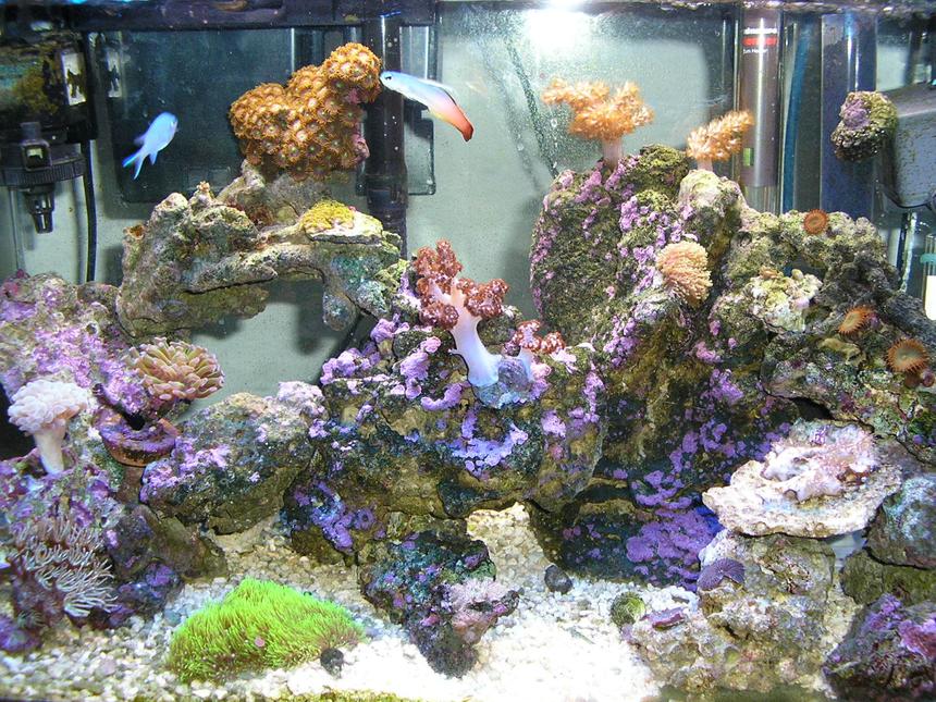 Rated #40: Corals Inverts - Dendronephthya Sp. - Carnation Tree Coral Stocking In 10 Gallons Tank - 10 g reef tank 3 months old, my first tank